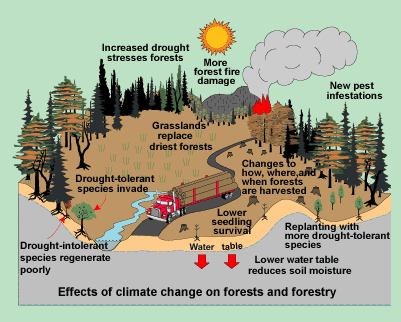 Effects of climate change to the